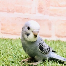 落ち着いたカラー性格も落ち着いてる？？　セキセイインコ