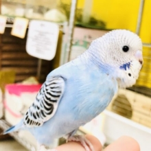 【最新画像更新☆☆】やっぱこのカラーですね♪　セキセイインコ
