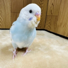 【最新画像更新🪄】優しげな雰囲気が可愛すぎる〜♡♡セキセイインコ（シナモンパイド）ヒナ