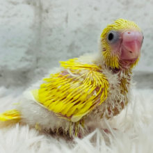 もぎたて果実🍋フレッシュカラー‪☆セキセイインコ(ダブルファクター) ヒナ