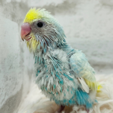 ピッカピカ‪☆元気っ子‪☆セキセイインコ(パステルレインボー) ヒナ