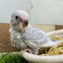 落ち着いたカラーに魅力が詰まっています🥰セキセイインコ（グレースパングル）🩶