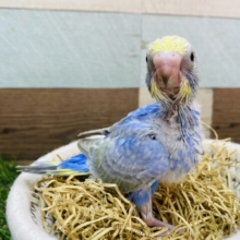 濃いめのブルーに惹かれちゃいます🥰セキセイインコのレインボー🌈