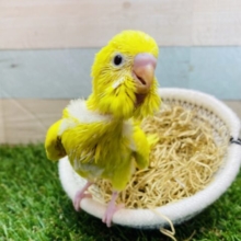 最新画像有ります❗️小さなヒヨコちゃん…❓いや、セキセイインコです❗️真っ黄色なセキセイインコ（ダブルファクター）⭐️