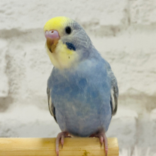 キュートフェイスのツンデレさん♡セキセイインコ(レインボー)