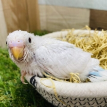 大注目ですよ〜📣✨この羽色美しすぎる❗️セキセイインコのレアカラー