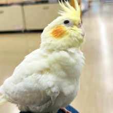 1番近い場所って肩の上なのかも♪オカメインコ(ルチノー)