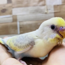 最新画像有ります✨フワフワわたあめ何味かなぁ❓淡くてｶﾜｲｲ🩷セキセイインコ（パステルレインボーパイド）