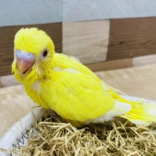 背筋ピーんと❗️元気印のイエローです💛セキセイインコのルチノー