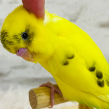 【最新画像更新🪄ひとり餌になりました！】キラキラ光る‪☆人気者♬セキセイインコ(ハルクイン) ヒナ