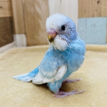 晴天な青空をお届けっ🩵セキセイインコのスパングル⭐️