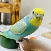 【最新画像更新🪄】上目遣いに胸キュンです♡セキセイインコ（パステルレインボースパングル）