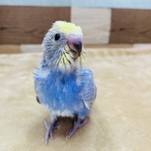 🤟可愛いだけじゃダメですか？🤟アピール上手なセキセイインコのレインボー🌈