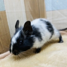 どんな模様があるかな〜❓白黒カラーのデグー女の子🎀