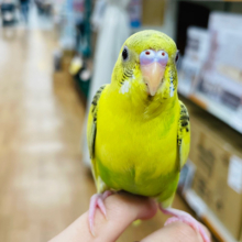 【最新画像更新🪄カゴデビューしました⭐︎】まん丸なお目目が魅力💕セキセイインコ（ハルクイン）ヒナ