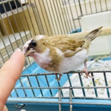 なれてるよ〜❣️1人餌❣️手乗り❣️しゃけちゃん最新画像になりますよ🎃🤎🤍ぐるぐるマイルドブラウン🤎🤍　十姉妹　