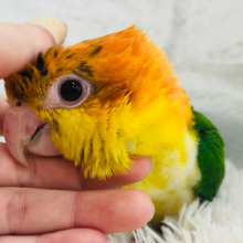 【最新画像更新🪄】ハッピーボーイ♬*°シロハラインコ(男の子) ヒナ