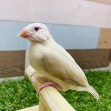 最新画像有ります❗️🍁秋を感じるおしゃれカラー✨シナモン文鳥のヒナ！！
