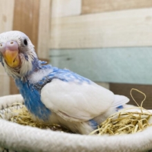 爽やかスマイルをみんなにお届け〜🩵白×青のセキセイインコ（パイド）