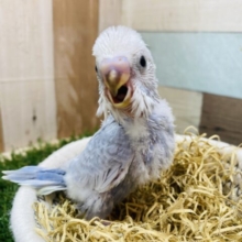 渋めカラーはお好きですかぁ⁉️ドヤ顔得意なセキセイインコ（グレースパングル）🩶