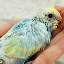 隠れ身の術🥷🪄セキセイインコ(パステルレインボー) ヒナ