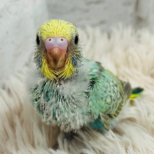 元気いっぱい‪☆トコトコ歩くよ🐾セキセイインコ(パステルカラーレインボー) ヒナ