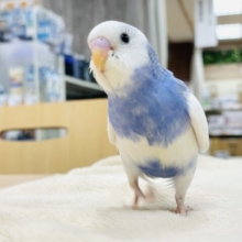 【最新画像】手の上が好き♡セキセイインコ（パイド）ヒナ