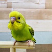 最新画像有ります🌟アピール上手にピロロロロ〜🎶セキセイインコのオパーリン💚