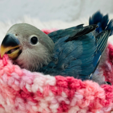 【最新画像更新🪄】可愛くって甘ったれ〜♡コザクラインコ(ブルーチェリー) ヒナ