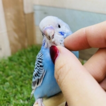 最新画像あります✨明るいブルーとブラックの雰囲気が可愛いですっ❣️セキセイインコのオパーリン！！