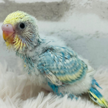 元気いっぱい🫧クリームソーダ🧃🍭セキセイインコ(パステルレインボースパングル) ヒナ