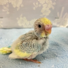 七色アピール✨虹色ヨ〜グルト！🌈ᵕ̈*セキセイインコ(パステルレインボーパイド2024年9月生まれ)