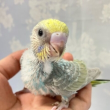 水色チェック️🩵なんでもチェック〜！！👀セキセイインコ(パステルレインボー2024年9月生まれ)