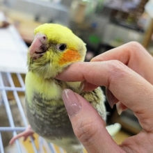 最新画像更新♥元気いっぱい☆きらきらパールのオカメインコ☆