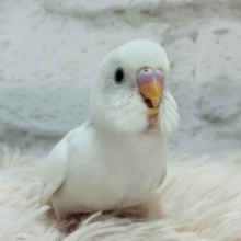 【最新画像更新🪄】おてての上が落ち着くね~♩♩セキセイインコ(ダブルファクター) ヒナ