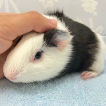 おなかくっきり🤍🖤のり巻きパンダなんだ〜´●.̫●`モルモット短毛(イングリッシュ2024年7月生まれ)