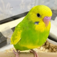 ✨最新画像✨アピール濃い濃いメロンパンっ🍈💖꙳ ⟡セキセイインコ(スパングルパイド)2024年9月生まれ)