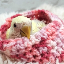 ふわふわっと優しい世界🫧コザクラインコ(クリーム) ヒナ