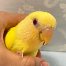 ✨最新画像✨おめめキラキラ💫⭐︎イチョウの子っ🍂💫コザクラインコ(ルチノー2024年8月生まれ)