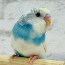 【最新画像・動画更新🪄】キリッとした中にある柔らかさ💗セキセイインコ(パステルレインボーパイド) ヒナ