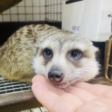最新画像・動画あります♪すくすく成長中♪まるまると可愛らしいタヌキフェイス！ミーアキャット！