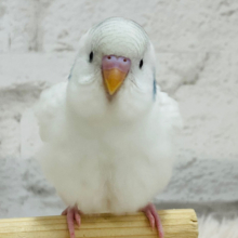 【最新画像更新🪄もうすぐひとり餌‪☆】好奇心旺盛さん♬*°セキセイインコ(パイド) ヒナ