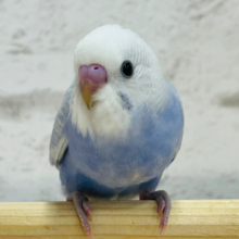 【最新画像更新🪄】ぱっちりおめめの藤色ちゃん💜セキセイインコ(ライラック) ヒナ