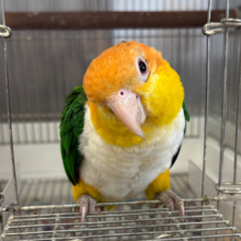 【動画更新🪄】あそぼっ　あそんでーー　シロハラさん☆　シロハラインコ　女のコ～～