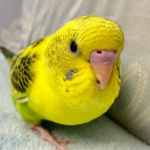 ✨最新画像✨黒いリボンで着飾るおしゃれﾁｬﾝ🎀🫧🖤⋆͛*͛セキセイインコ(イエローハルクイン2024年9月生まれ)