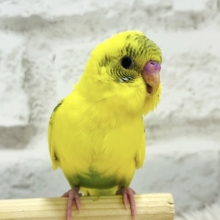 【最新画像更新🪄ひとり餌になりました！】笑顔が得意☺︎セキセイインコ(ハルクイン) ヒナ