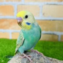 画像更新☆食いしん坊✨セキセイインコのヒナ(パステルレインボー)入荷しました❤