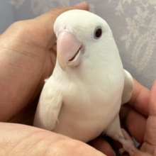うちゅくしい白色ボディが映えてる‎ぅ〜🤭🤍コザクラインコ(バイオレットブルーイノ) 2023年4月生まれ