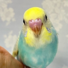 ✨最新画像✨キラキラ明るくトロピカ～ン！✨🍌🌴セキセイインコ(パステルレインボースパングルパイド2024年9月生まれ)