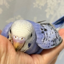 ✨最新画像✨青で彩れぶどうパフェ～！🧁🍇💙꒰ঌ .°セキセイインコ(2024年9月生まれ)